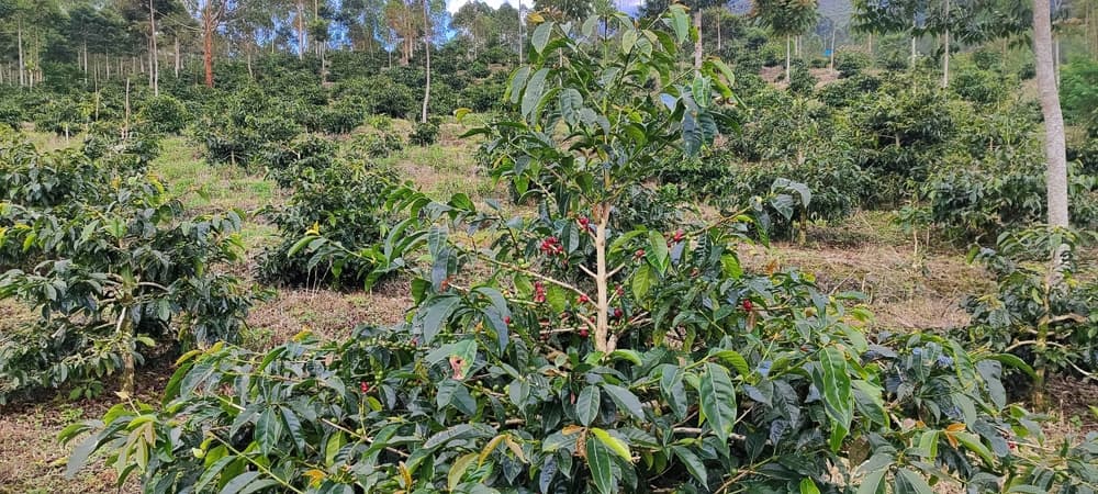 Regenerative Agriculture at Scale